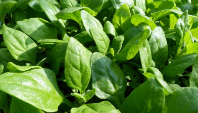 Grădina mea de la oraș. Salata, rucola și spanacul - surse importante de vitamine