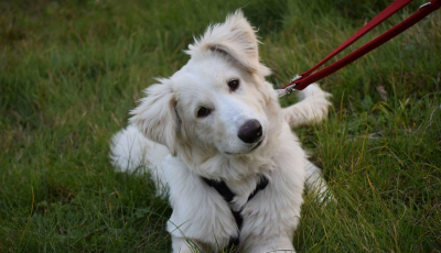 Noul adăpost Animal Life, inaugurat până la finalul lunii „Sponsorii pot vedea foarte clar unde ajunge ajutorul lor”