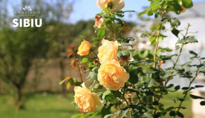 Trandafirii – Flori deosebite, ușor de îngrijit