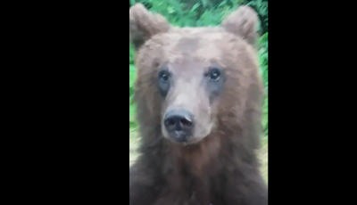 VIDEO Ursulețul de pe Transfăgărășan s-a împrietenit cu drumarii