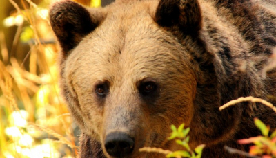 Mai mulți urși observați la marginea Sibiului. Autoritățile au fost alertate