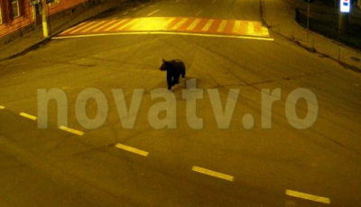 VIDEO. Imagini de pe camerele de supraveghere cu ursul din Mediaș