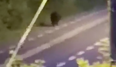 VIDEO-Urs de peste 250 de kg filmat în Parcul Sub Arini din Sibiu