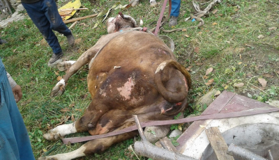 Văcuță salvată, după ce a căzut într-o fântână | FOTO