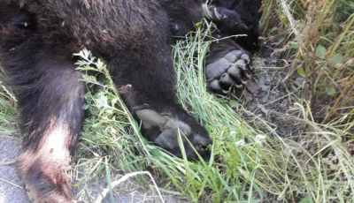 VIDEO-Ursuleț mort lângă Albota după ce s-a chinuit o oră pe marginea drumului