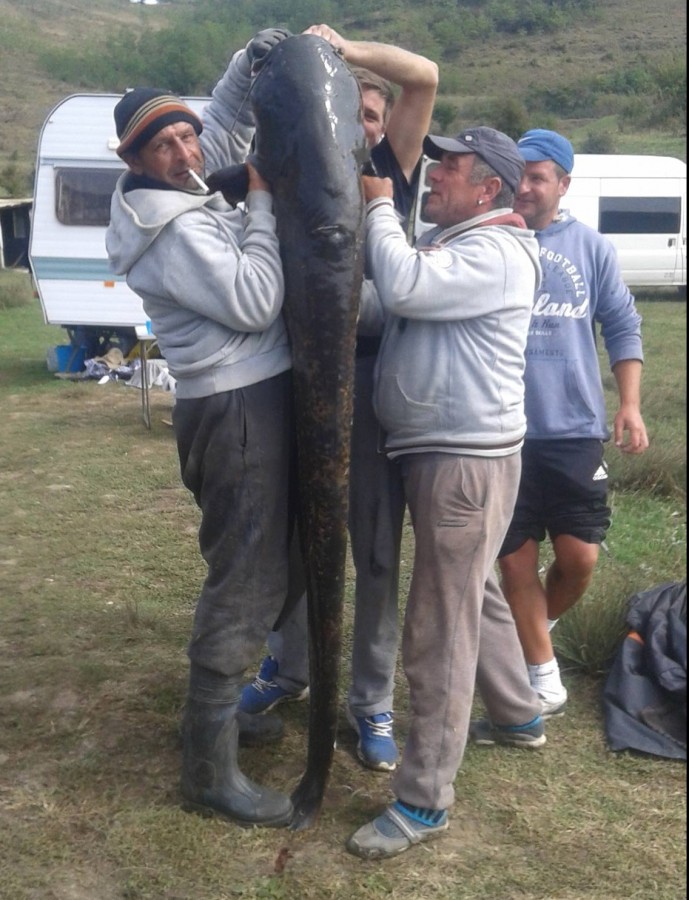 Captură uriașă lângă Mediaș: Somn de 69,5 kg
