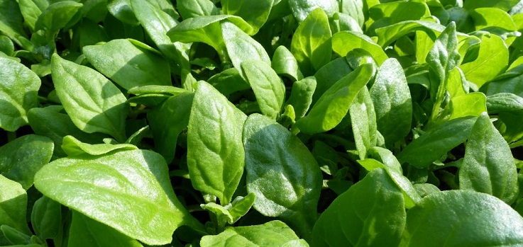 Grădina mea de la oraș. Salata, rucola și spanacul - surse importante de vitamine