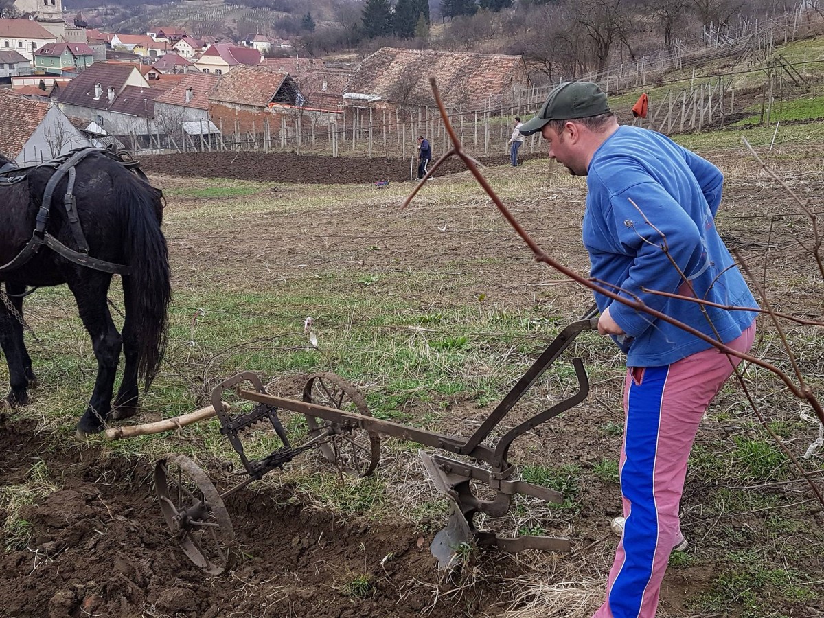 Directorul de muzee care, după serviciu, ia plugul și ară: „acesta este viitorul“
