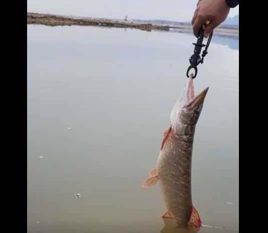 GALERIE VIDEO – Plasa de 100 m scoasă la Bradu. Zeci de kg de pește eliberat