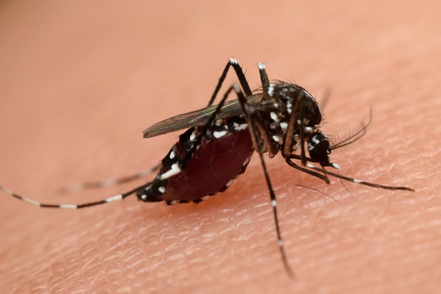 Al treilea caz de infectare cu Zika în România, la un bărbat din Cluj-Napoca