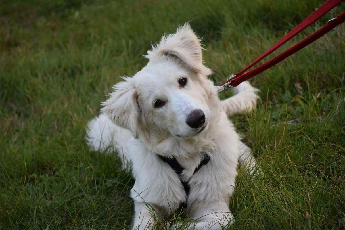 Noul adăpost Animal Life, inaugurat până la finalul lunii „Sponsorii pot vedea foarte clar unde ajunge ajutorul lor”