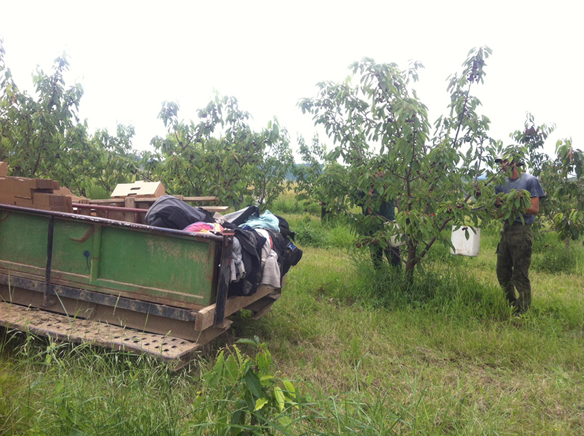 Când legea nu există. Ce s-a întâmplat cu hoții împușcați în livada de cireși