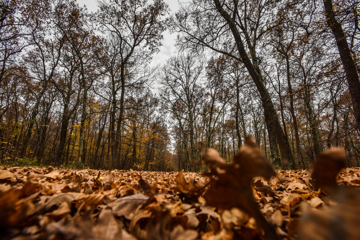 Romsilva a câștigat definitiv un proces cu Fondul Bisericesc Ortodox Român al Bucovinei