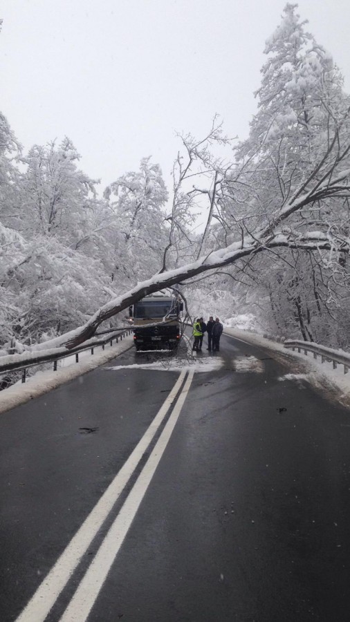 FOTO Trafic blocat total pe DN1: un copac a căzut pe carosabil