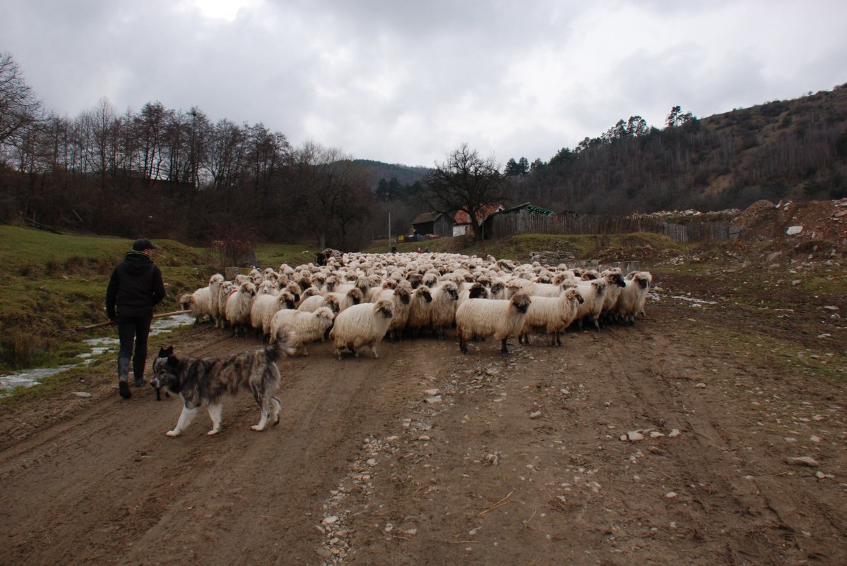 Transhumanța: Elevii din trei școli din județul Sibiu au plecat mai devreme în vacanță