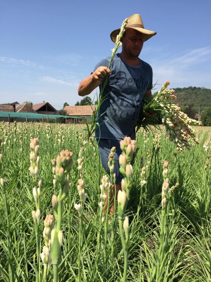 FOTO - ”Poftim un pumn de pământ sau un bulgăre de aur! Depinde de tine”. De ce Hoghilag este singura localitate din România unde se cultiva tuberoze?