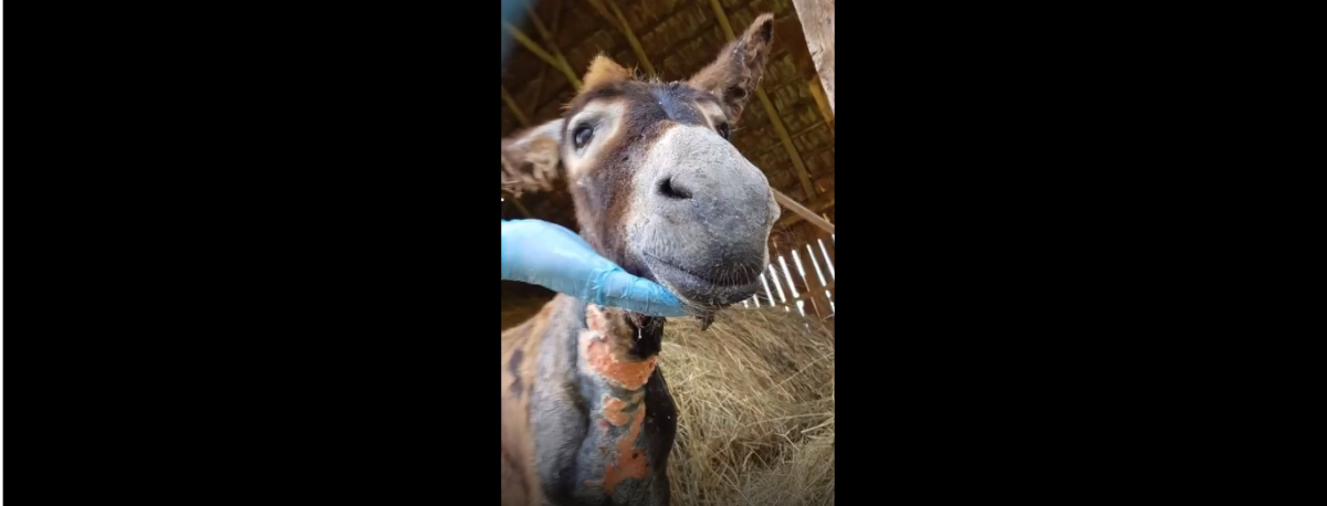 Un măgăruș a murit după ce a fost legat și părăsit la marginea unui sat sibian, chinuindu-se zile la rând