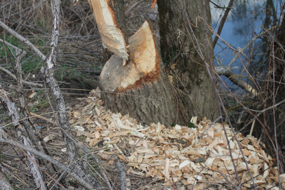 Castorii se răspândesc prin tot Sibiul: după Muzeu au ajuns și în Țiglari