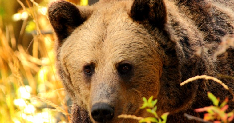 Jandarmii au liber să împuște animale cu tranchilizante