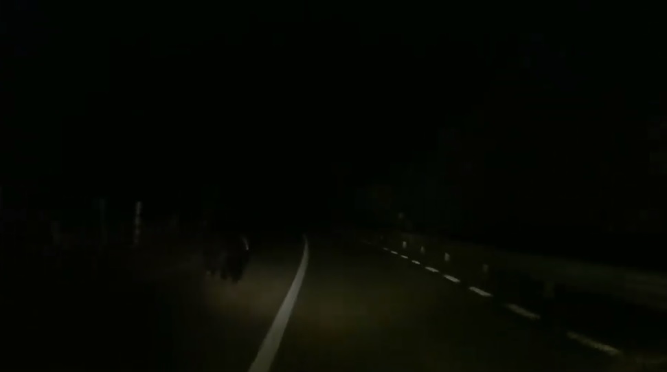Întâlnire cu ursul la Rîu Sadului VIDEO