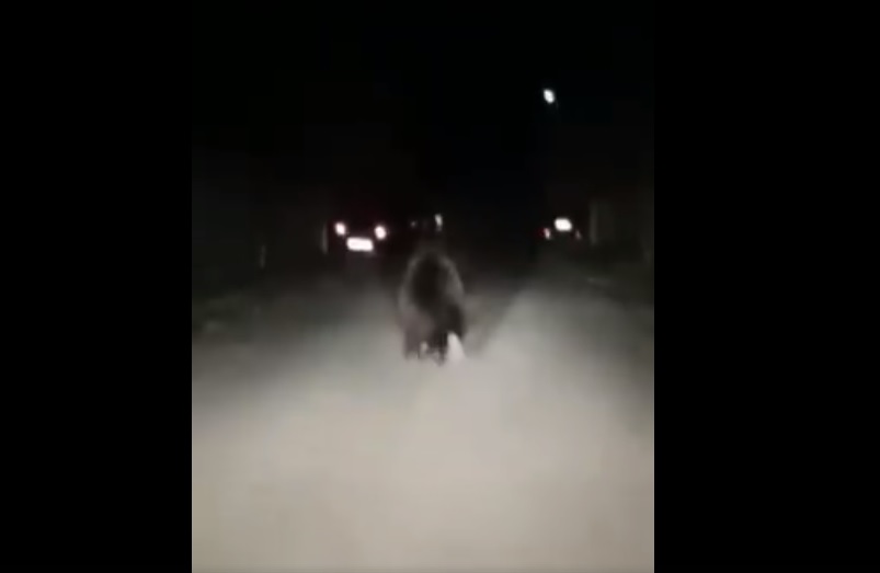 Un urs care s-a plimbat pe DN 1 A, în Vălenii de Munte, a fost gonit în pădure cu jandarmii