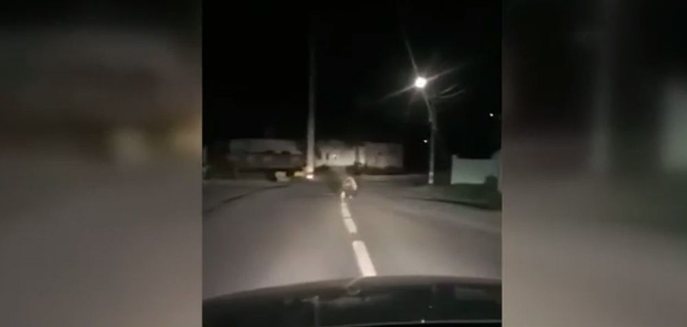 VIDEO – Un urs a ajuns azi-noapte în satul sibian Galeș. Turiștii l-au urmărit cu mașina