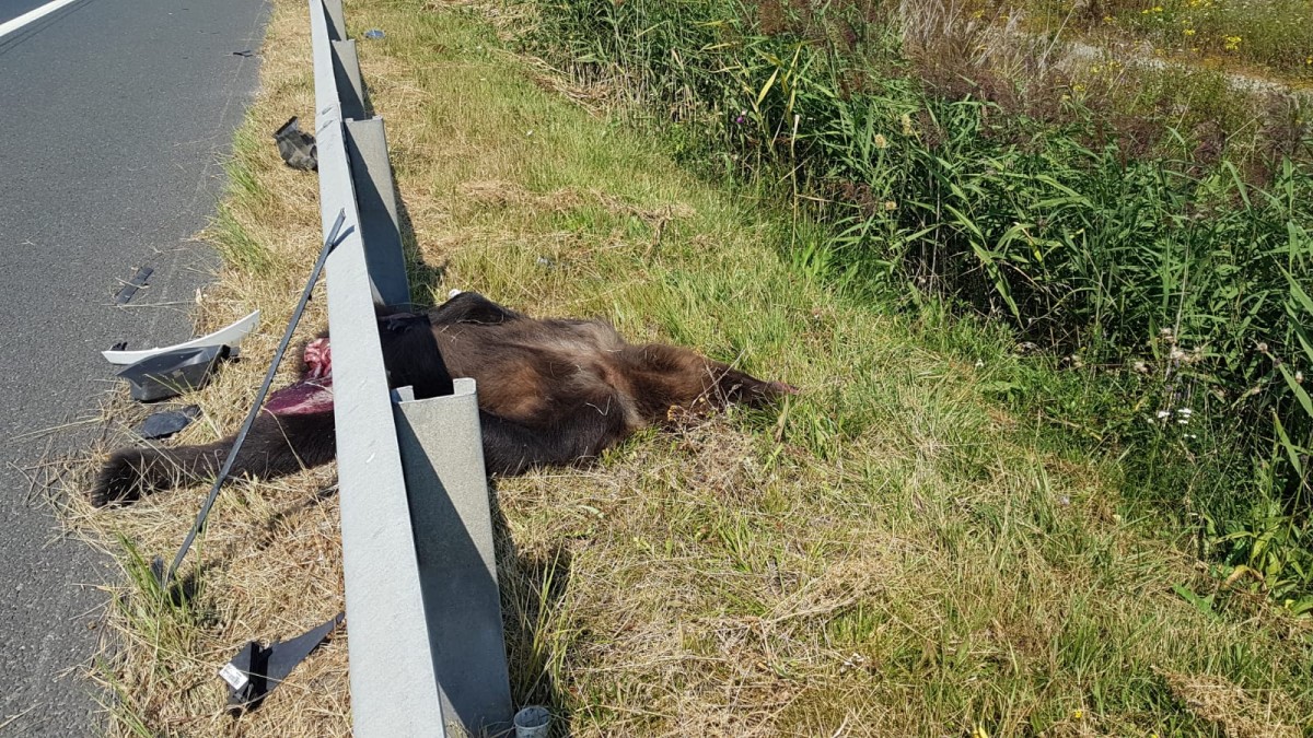 Degeaba garduri de protecție! Un urs a intrat pe autostradă unde a fost omorât