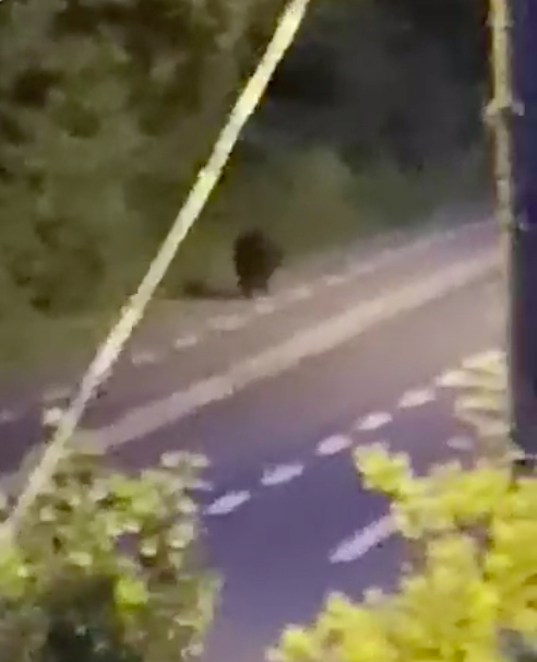 VIDEO-Urs de peste 250 de kg filmat în Parcul Sub Arini din Sibiu