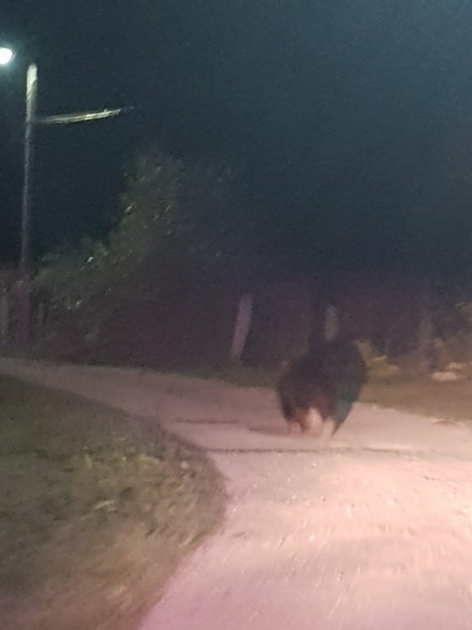 FOTO VIDEO | Urs scos de poliție, din mijlocul comunei Porumbacu de Jos