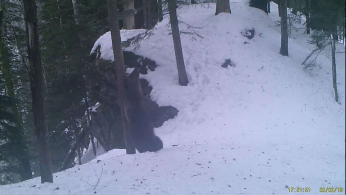 Video | Imagini amuzante cu un urs care se scarpină de un arbore, surprinse într-o pădure din Caraş-Severin