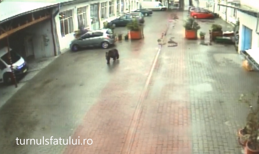 Finalul ursului: ”trage, e stare de necesitate! Trage!” | Video de pe camerele de supraveghere