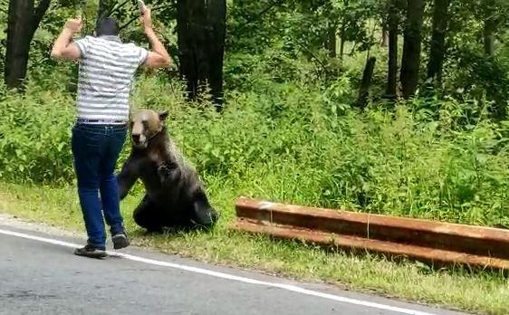 VIDEO-Bărbat aproape mușcat și doborât de un urs, pe Transfăgărășan