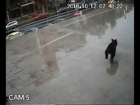 VIDEO Noi imagini cu ursul. Studenții fug speriați
