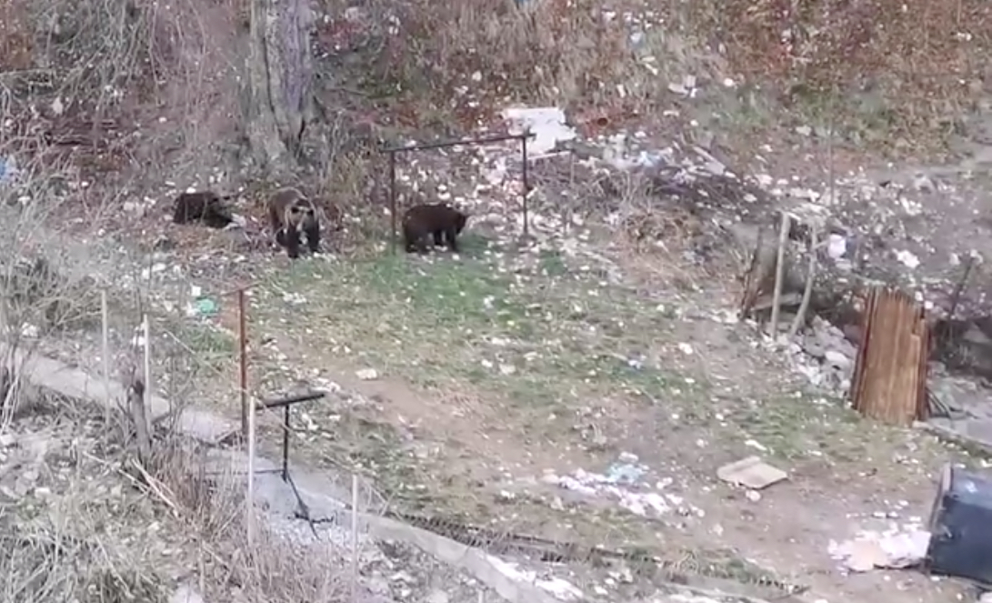 VIDEO-Copii filmați în Bușteni cum aruncă cu pietre și gonesc o ursoaică cu doi pui