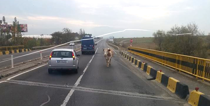 FOTO Sibiu, sat frumos! O vacă, pericol public pe DN 1