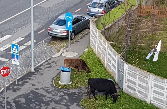 Sibiu, sat frumos. Vaci pe stradă, în cartierul Valea Aurie