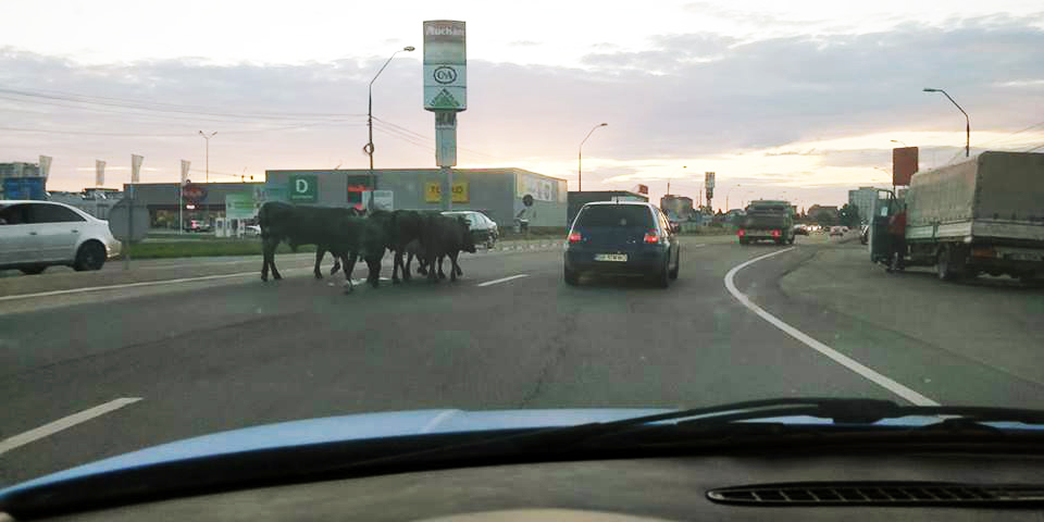 Șelimbăr, sat frumos! Cu cireada la mall...