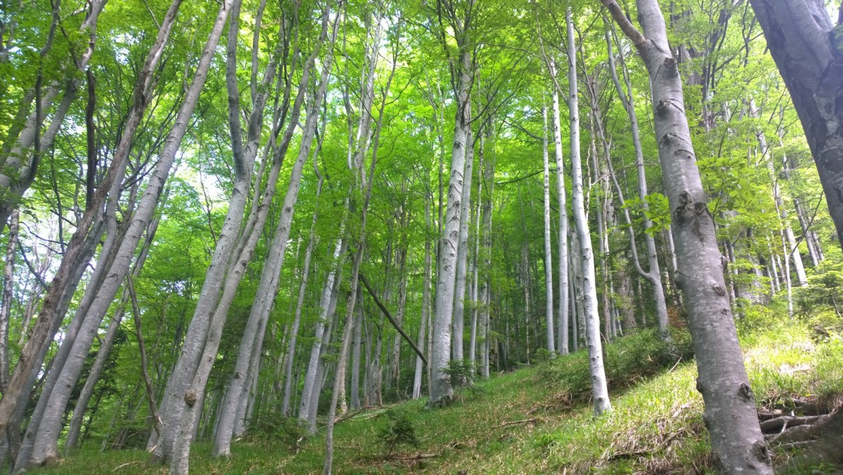 Toate suprafeţele de pădure, de stat sau private, vor fi păzite de Gărzile Forestiere