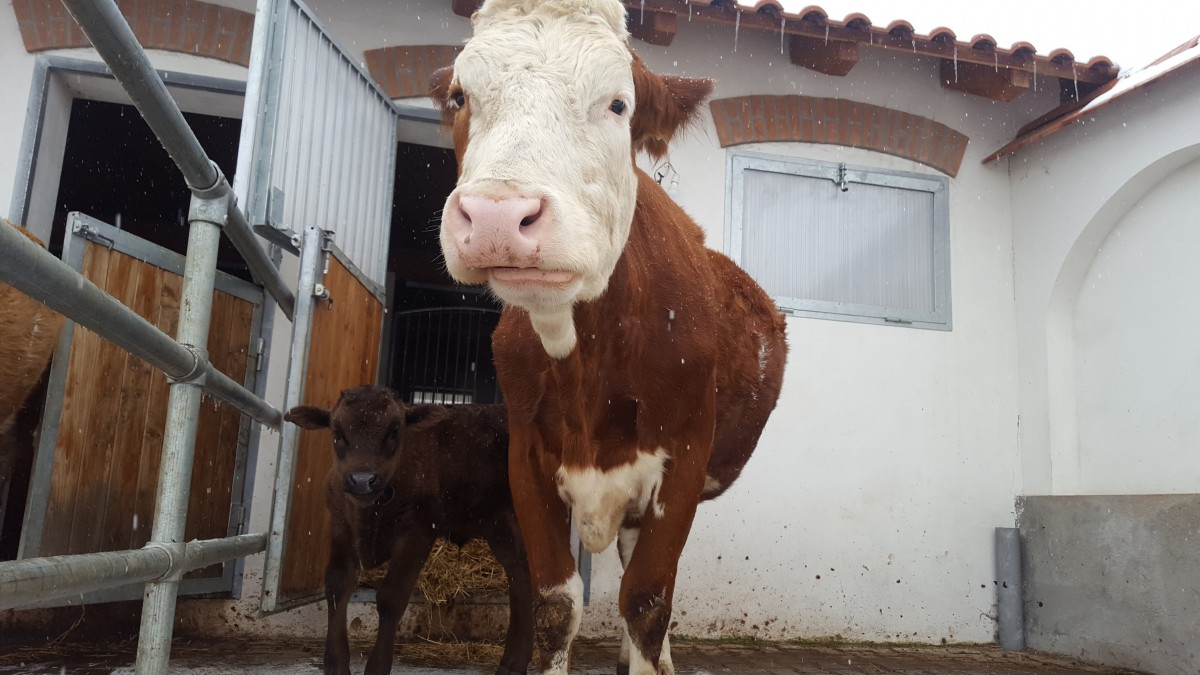 FOTO | Primul vițel de rasă japoneză, născut dintr-o „mamă surogat” din Ardeal