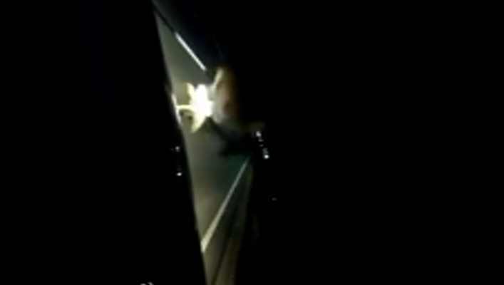 VIDEO Coliziune cu o căprioară, evitată în ultimul moment pe DN1, aproape de Transfăgărășan