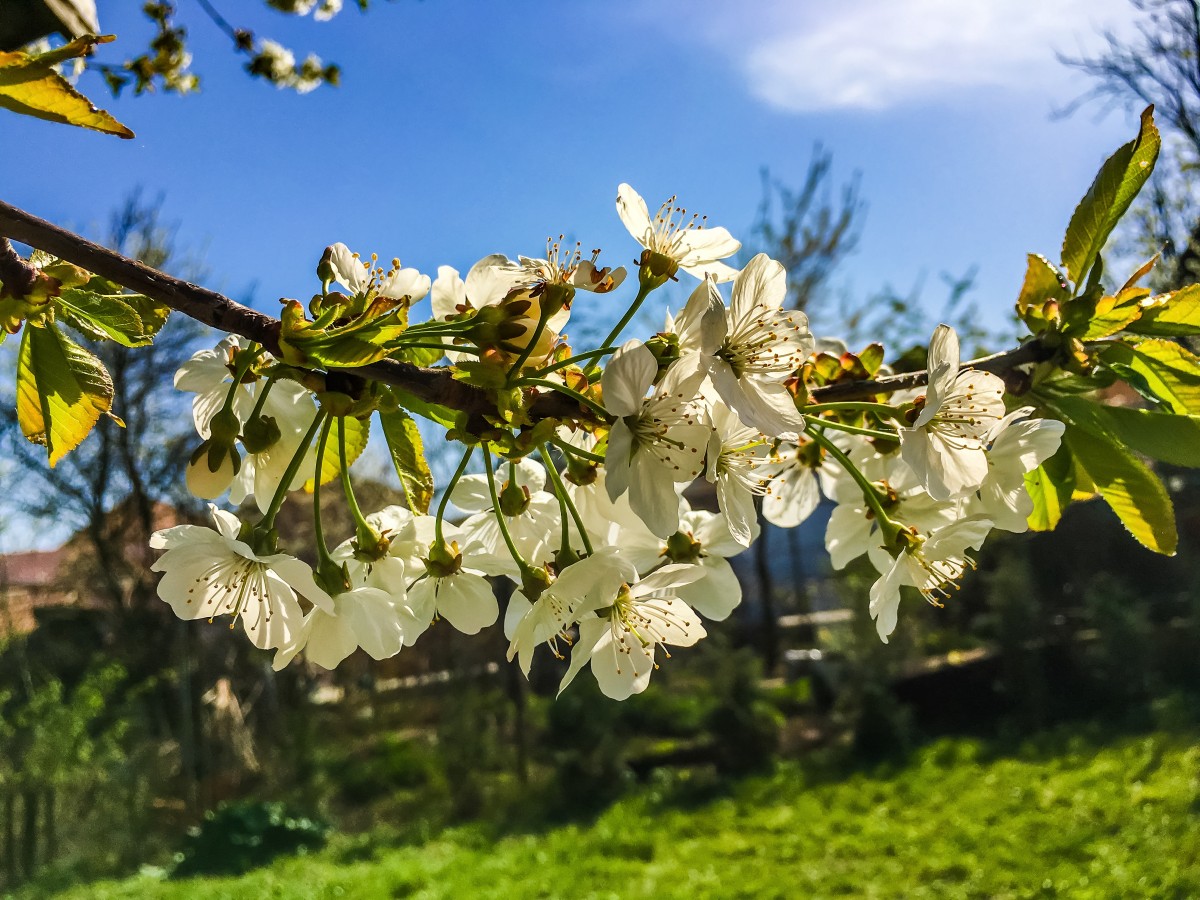 Vreme de grătar și bălăceală la Sibiu, în minivacanța de 1 mai