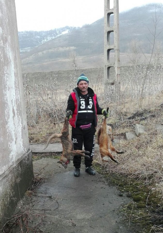 O familie de vulpi a lăsat Copșa fără apă