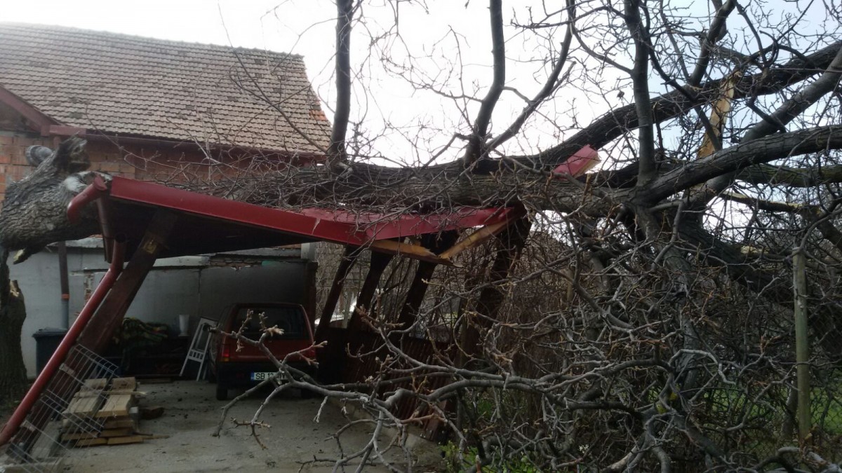Copaci căzuți în Sibiu. Unul a căzut peste un garaj