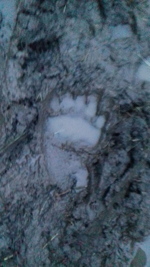 Zeci de animale omorâte de un urs, la Vurpăr. „A ajuns ursul mai valoros decât omul”