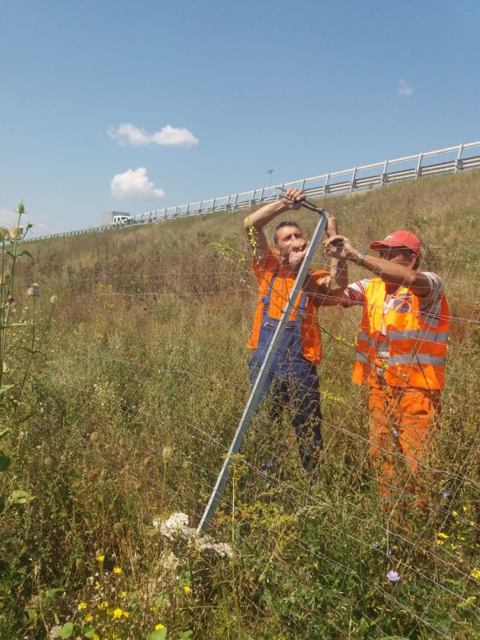 Cum sunt întreținute gardurile pe care le sar urșii pe autostradă