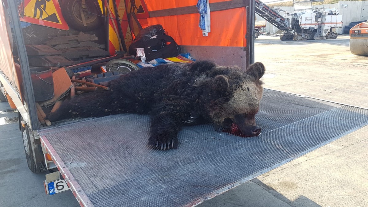 FOTO-Încă un urs omorât pe autostrada Sibiu-Sebeș. Al treilea