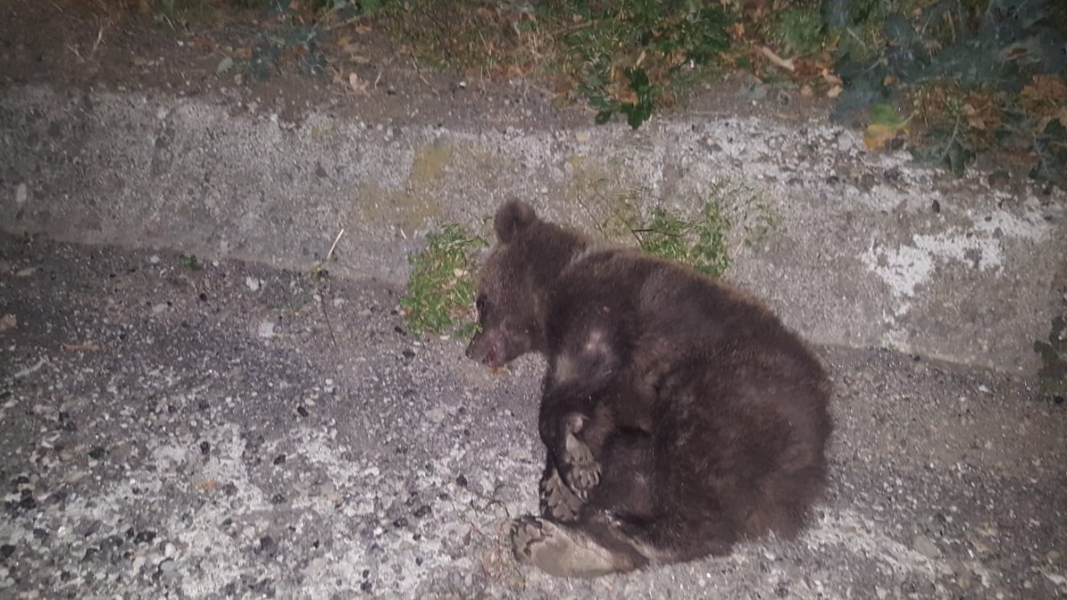 Urși loviți de mașini pe Valea Oltului, la intrare în Boița