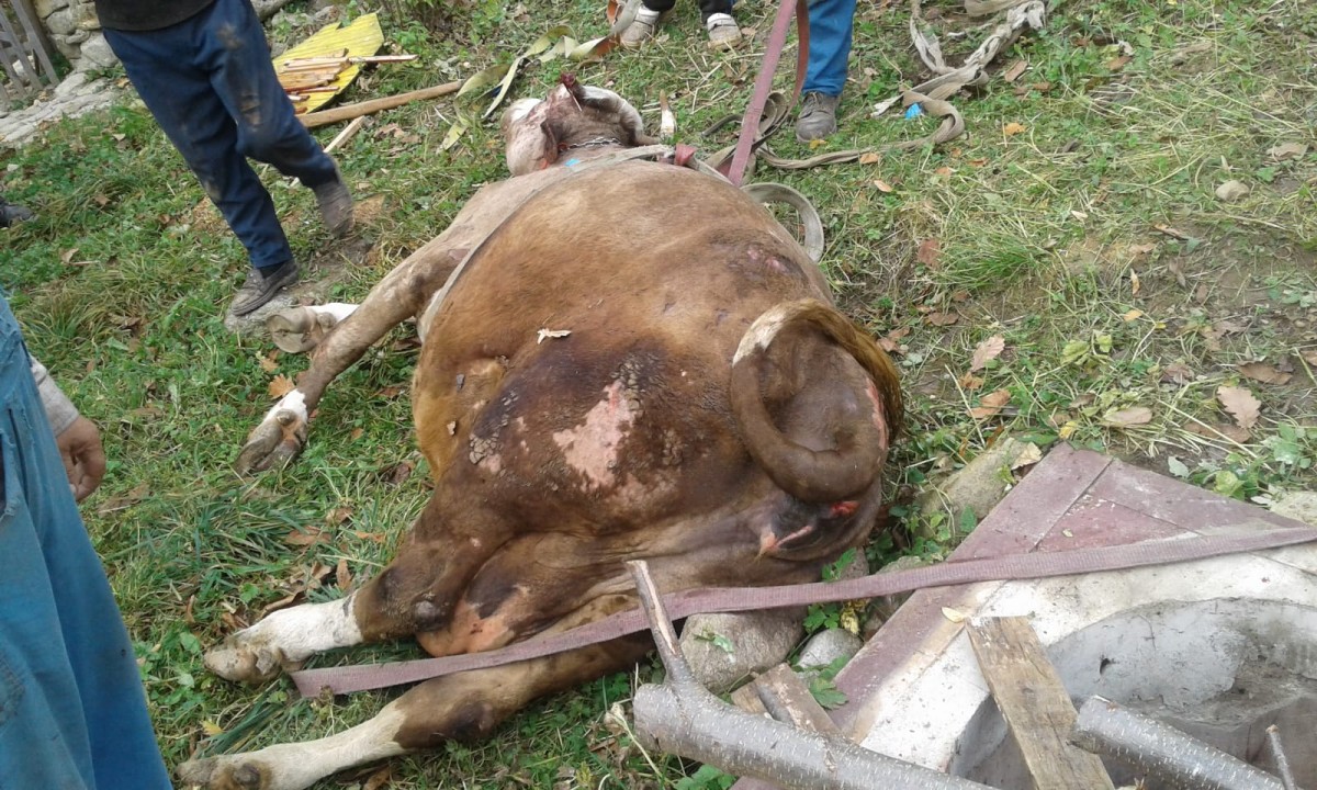 Văcuță salvată, după ce a căzut într-o fântână | FOTO