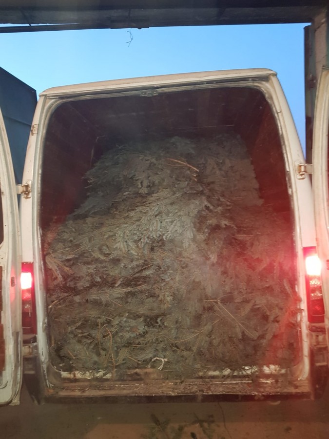 Sibian prins cu o jumătate de tonă de cetină furată în mașină