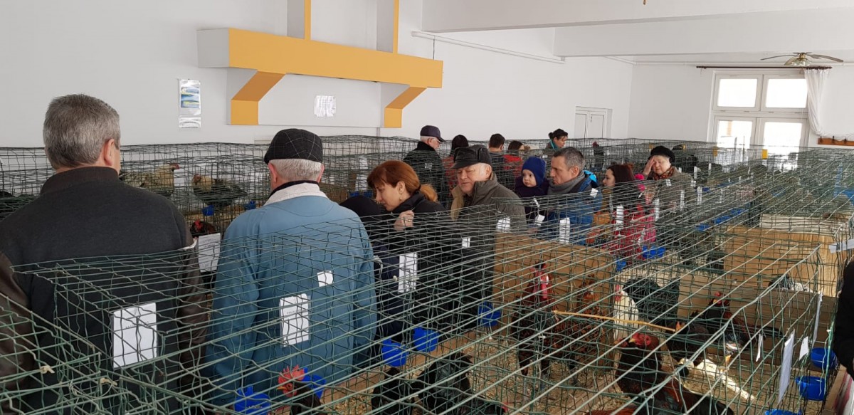 FOTO-Sute de sibieni s-au înghesuit la expoziția de găini și iepuri